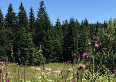 bergblick